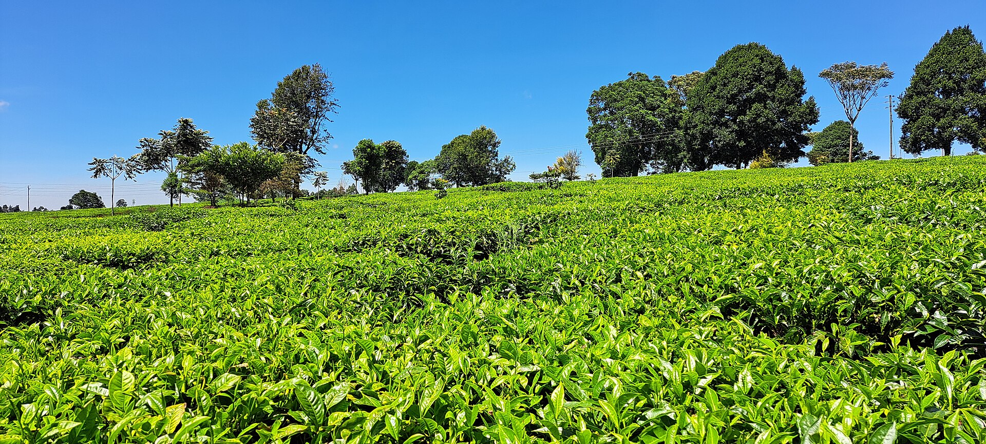 Kenya · Tea
