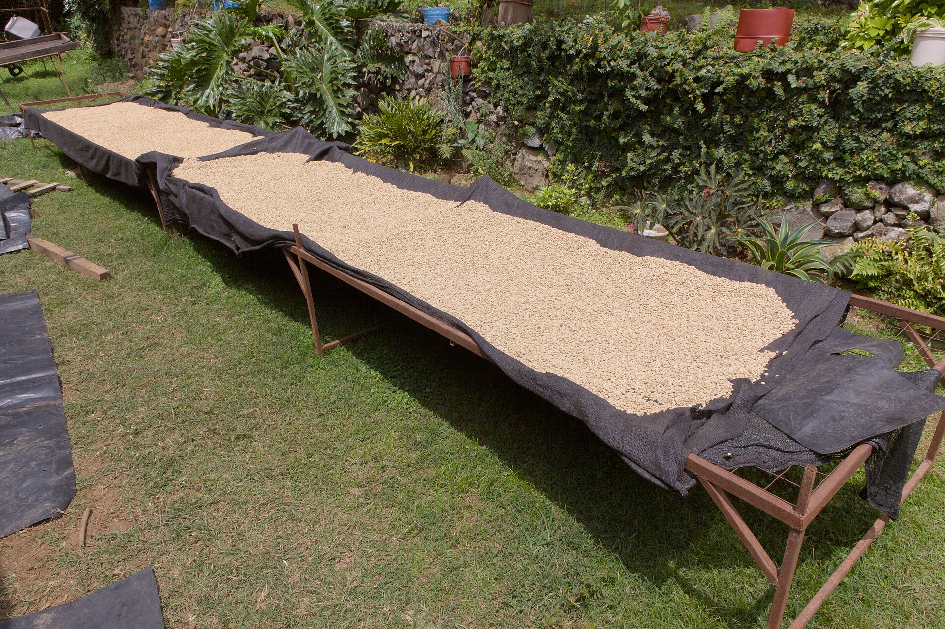 Tanzania · Coffee